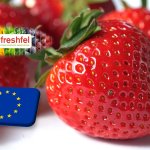 Freshfel: az utóbbi évtizedben 13%-kal csökkent a szamóca uniós piaca 