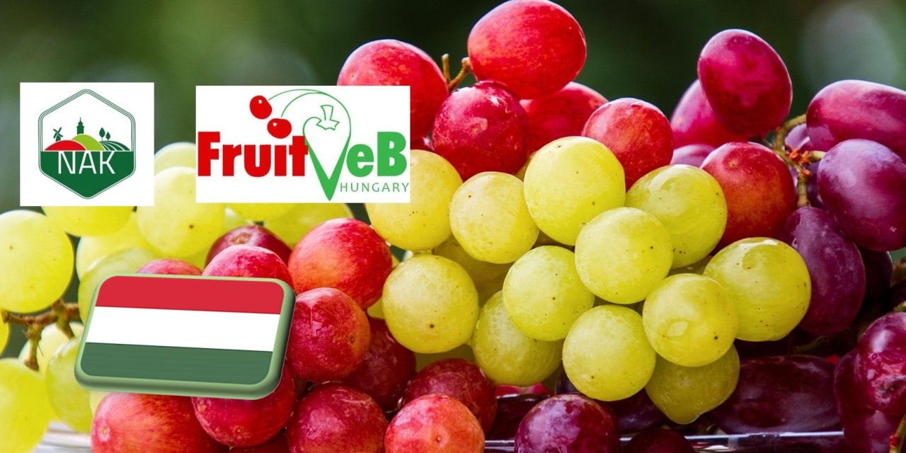 Jelentősen nő a fogyasztói igény a csemegeszőlő iránt 