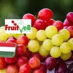 Jelentősen nő a fogyasztói igény a csemegeszőlő iránt 