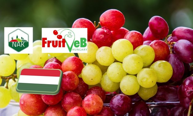 Jelentősen nő a fogyasztói igény a csemegeszőlő iránt 