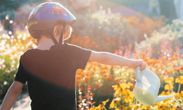 10 millió fa: 1%-ból 10 millió fát!