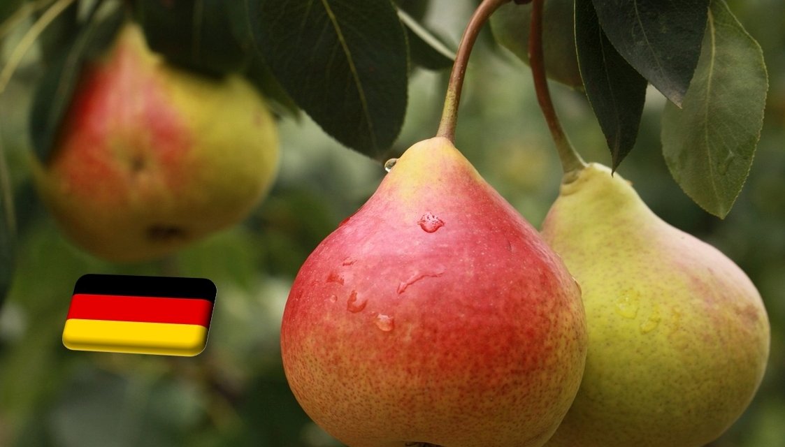Németország: 3,1%-kal bőségesebb körtetermés várható az előző évinél 