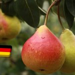 Németország: 3,1%-kal bőségesebb körtetermés várható az előző évinél 