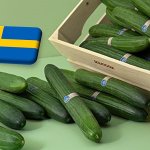 TECH: műanyagmentes uborkacsomagolás Svédországból 