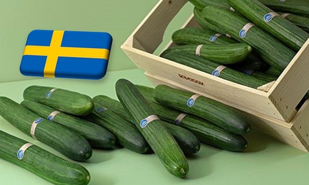 TECH: műanyagmentes uborkacsomagolás Svédországból 