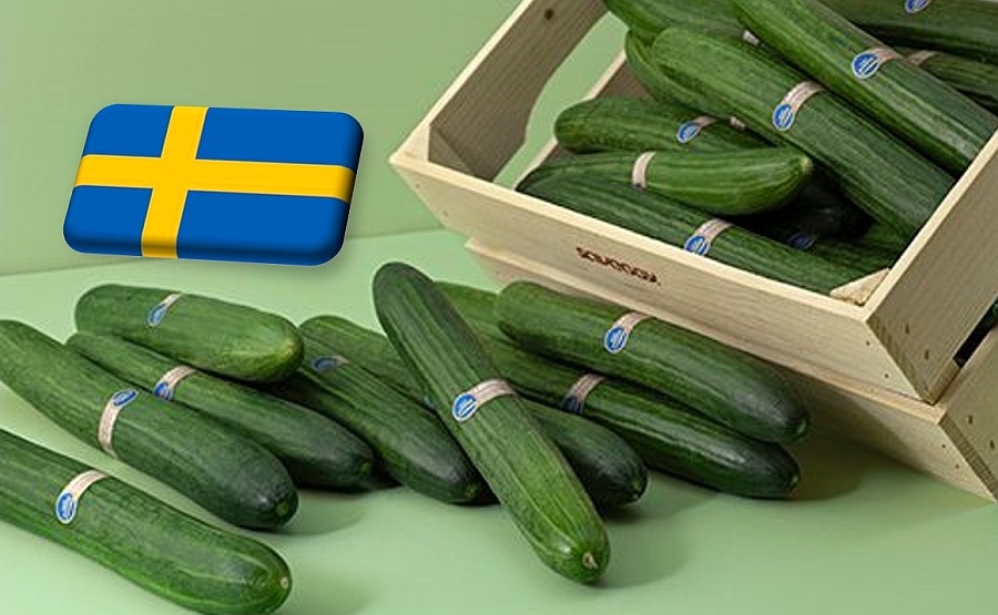 TECH: műanyagmentes uborkacsomagolás Svédországból 