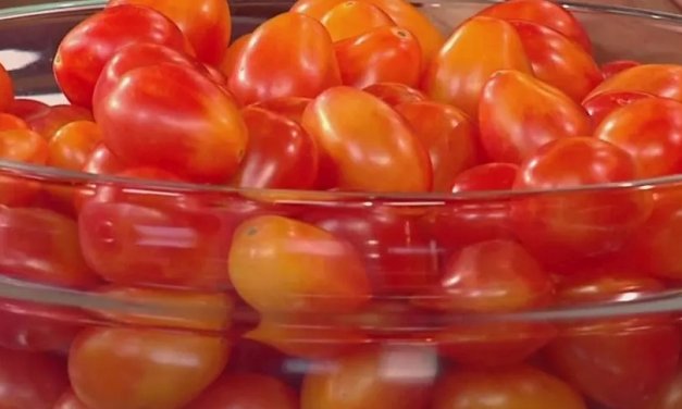 TECH: Scarlet Sunrise – új kétszínű koktélparadicsom fajta 