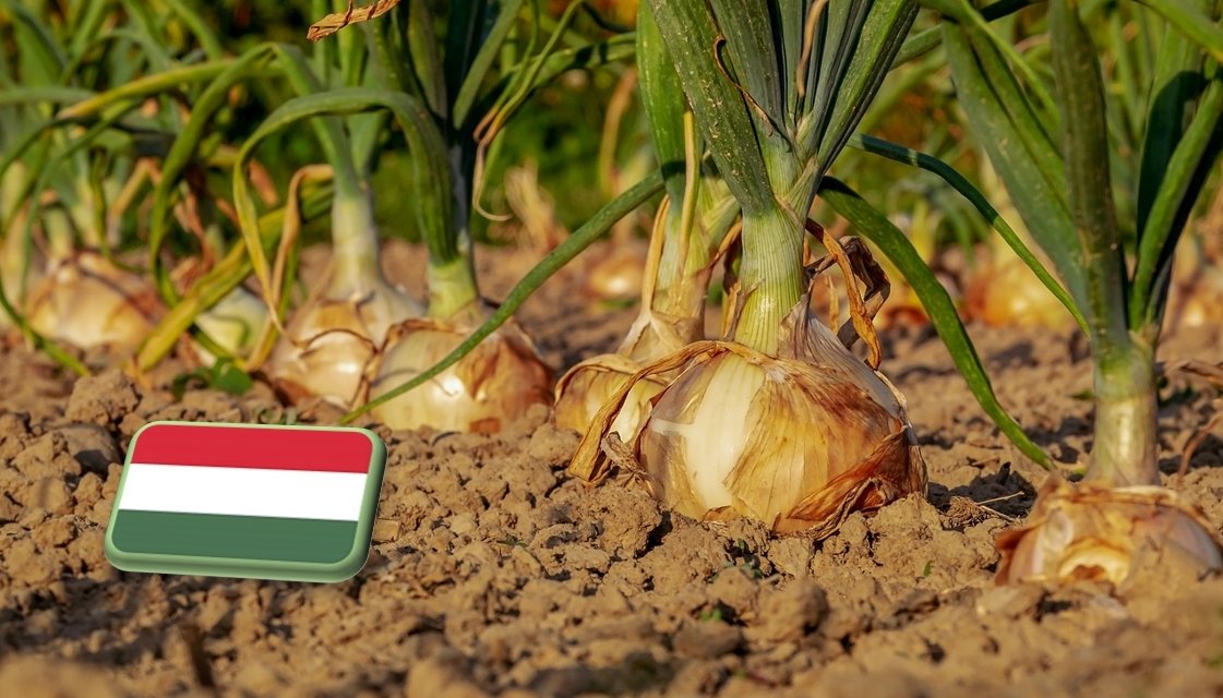 Vöröshagyma helyzetkép 2025 október 