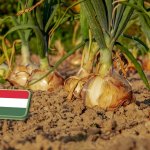 Vöröshagyma helyzetkép 2025 október 