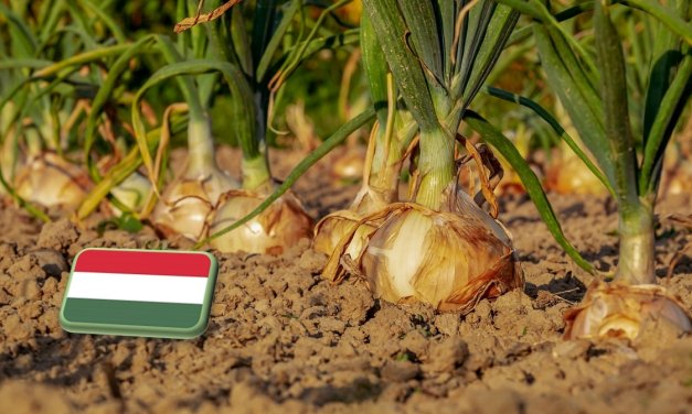 Vöröshagyma helyzetkép 2025 október 