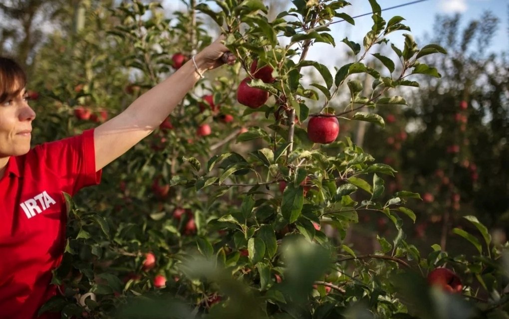 A Tutti klímareziliens almafajta nyerte a Fruit Attraction innovációs díját 