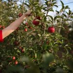 A Tutti klímareziliens almafajta nyerte a Fruit Attraction innovációs díját 
