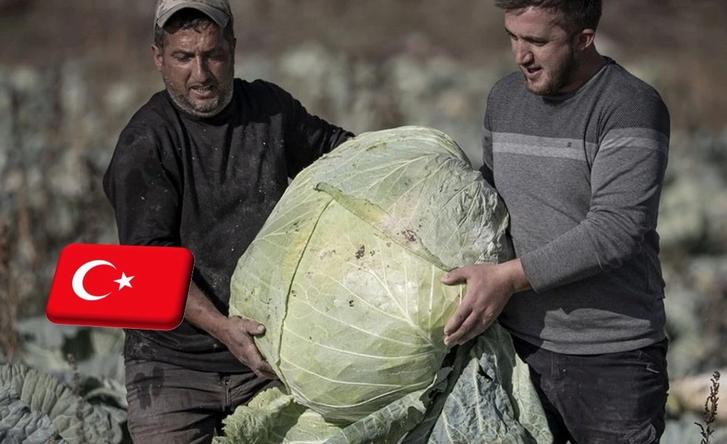 Törökország: 57 kg-os káposzta termett a Pasinler-völgyben 