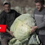 Törökország: 57 kg-os káposzta termett a Pasinler-völgyben 