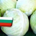 Bulgária: önköltség alatti a káposzta felvásárlási ára 