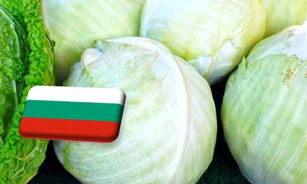 Bulgária: önköltség alatti a káposzta felvásárlási ára 