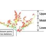 TECH: új 3D rendszer segíti a gyümölcsültetvények művelését 