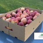 Új, fenntartható hullámpapír rekesz a Dunapacktól – korszerű megoldás a zöldség-gyümölcs csomagolásban