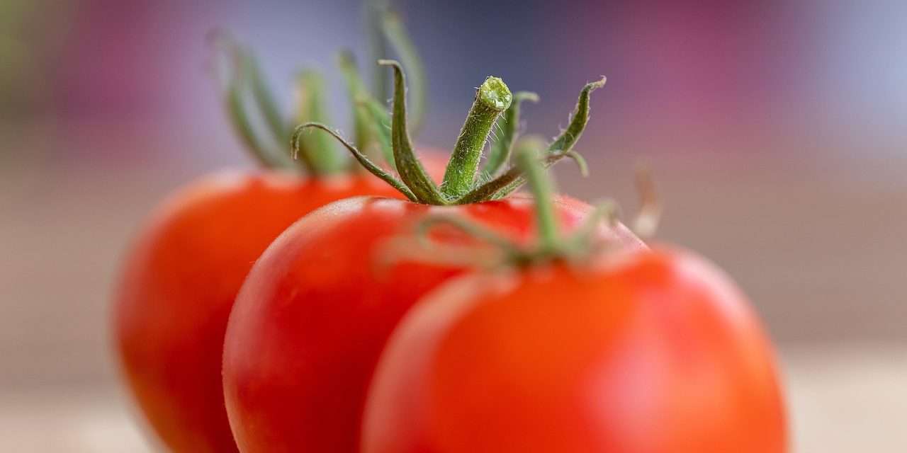 TECH: két hónapig eláll a paradicsom egy új típusú tárolóban 