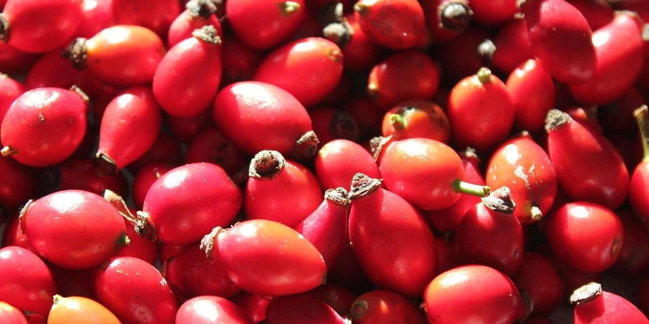 Új perspektívák a csipkebogyó-termesztésben 