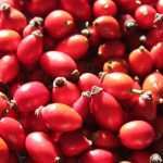 Új perspektívák a csipkebogyó-termesztésben 