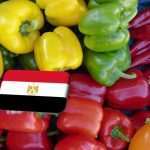 Egyiptom: erős európai kereslet ösztönzi a paprikaágazat idénykezdését 