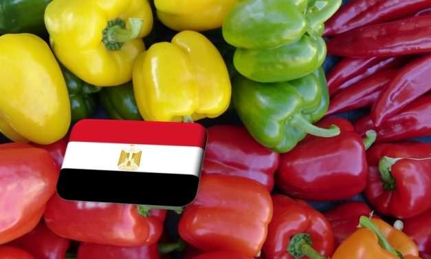 Egyiptom: erős európai kereslet ösztönzi a paprikaágazat idénykezdését 