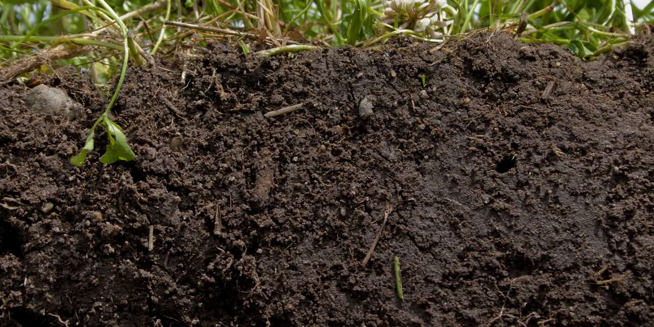 A talaj rejtett titkai a növényvédelem innovációjának szolgálatában