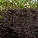 A talaj rejtett titkai a növényvédelem innovációjának szolgálatában