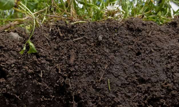 A talaj rejtett titkai a növényvédelem innovációjának szolgálatában