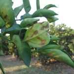 Nébih: továbbra is mentesek vagyunk a Xylella fastidiosa kiemelt zárlati károsítótól, de fontos a megelőzés 