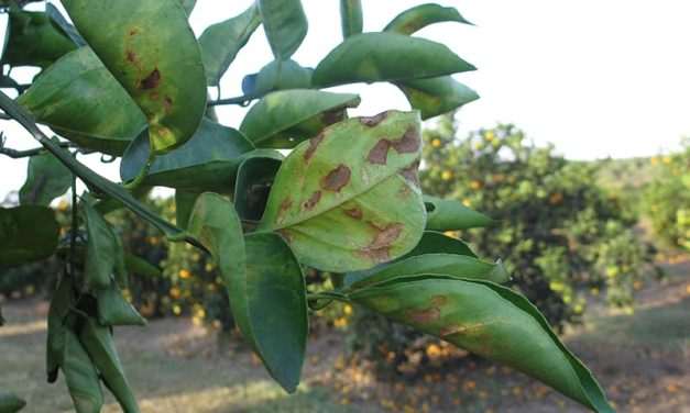 Nébih: továbbra is mentesek vagyunk a Xylella fastidiosa kiemelt zárlati károsítótól, de fontos a megelőzés 