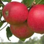 Bemutatjuk a győztest: a FLIA Fresh Produce díj nyertese a POMPUR hipoallergén almafajta 