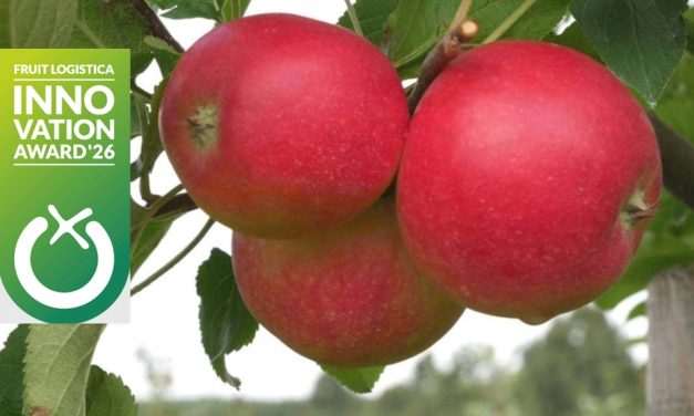 Bemutatjuk a győztest: a FLIA Fresh Produce díj nyertese a POMPUR hipoallergén almafajta 