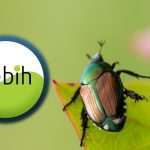 Nébih: Fokozódik a behurcolás kockázata – már Horvátországban is megjelent a japán cserebogár 