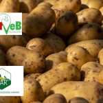 NAK: Burgonyatermelők szakmaközi szervezethez való csatlakozásának lehetősége 