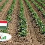 Szántóföldi zöldségtermesztés: a FruitVeB ágazati beszámolója a 2025-ös évről 