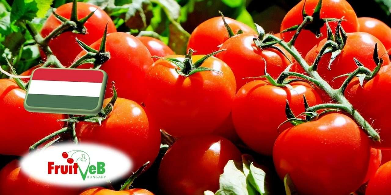 Hajtatott zöldségtermesztés: a FruitVeB ágazati beszámolója a 2025-ös évről 