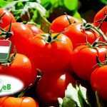 Hajtatott zöldségtermesztés: a FruitVeB ágazati beszámolója a 2025-ös évről 