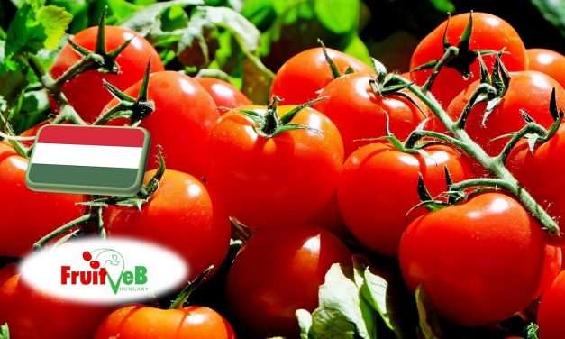 Hajtatott zöldségtermesztés: a FruitVeB ágazati beszámolója a 2025-ös évről 