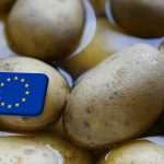 EU: túltermelés és alacsony árak sújtják az európai burgonyaágazatot 