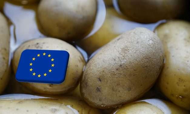 EU: túltermelés réme fenyegeti a 2025/2026-os burgonyaszezont 