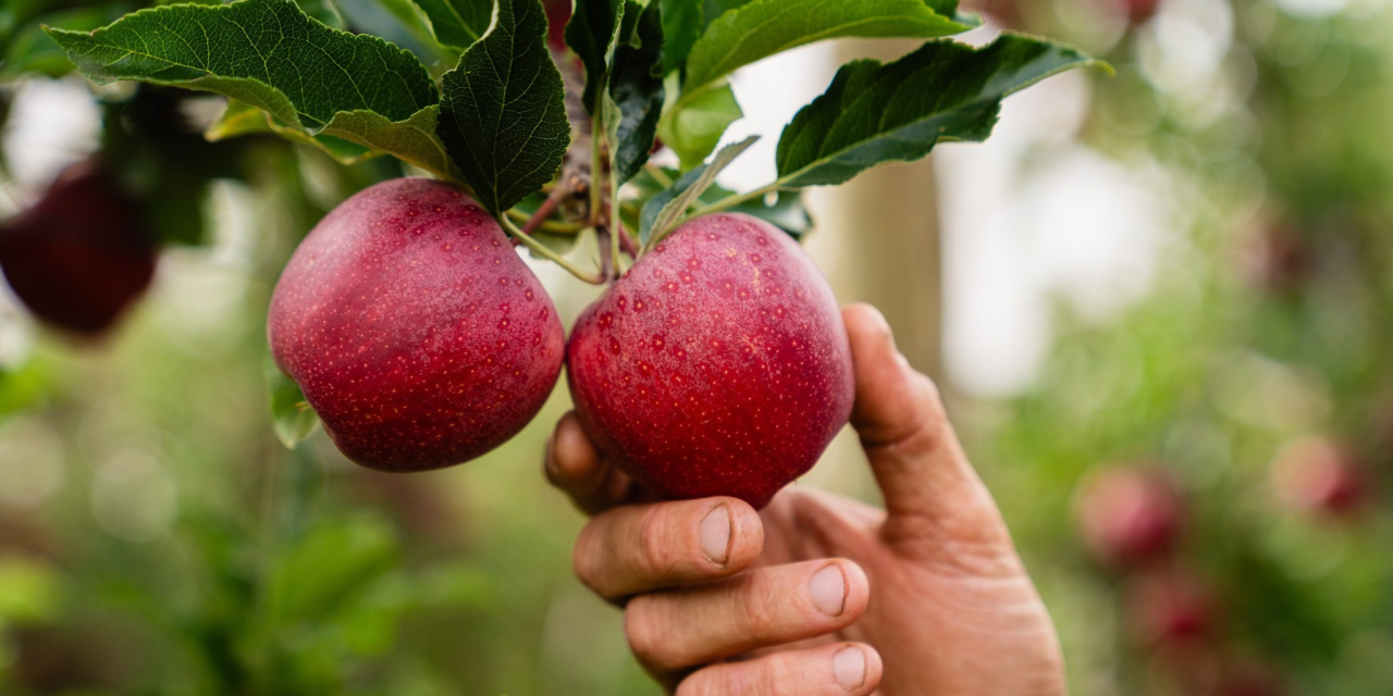 RIMPro növényvédelmi döntéstámogató modellek az Agrokos Kft-től (x) 