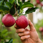 RIMPro növényvédelmi döntéstámogató modellek az Agrokos Kft-től (x) 