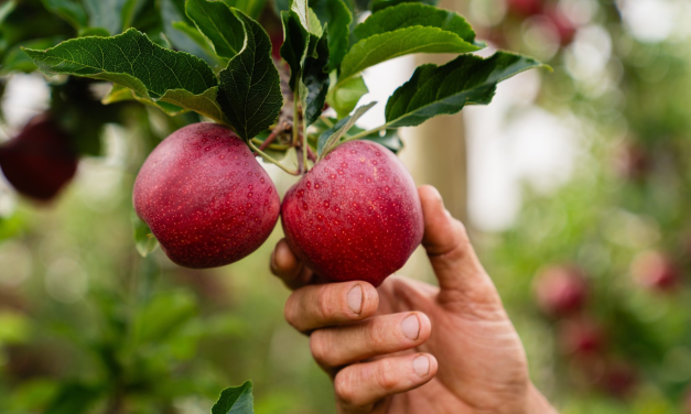 RIMPro növényvédelmi döntéstámogató modellek az Agrokos Kft-től (x) 