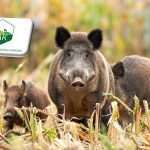 Tájékoztató a tavaszi vadkár-megelőzési feladatokról, a technikai eszközök használatáról és a mezei pocok elleni védekezés lehetőségeiről 