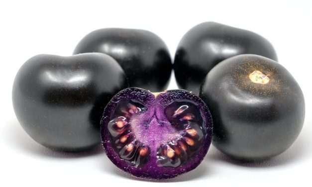 TECH: Purple Bliss – antocianinokkal dúsított sötétlila paradicsomfajta 