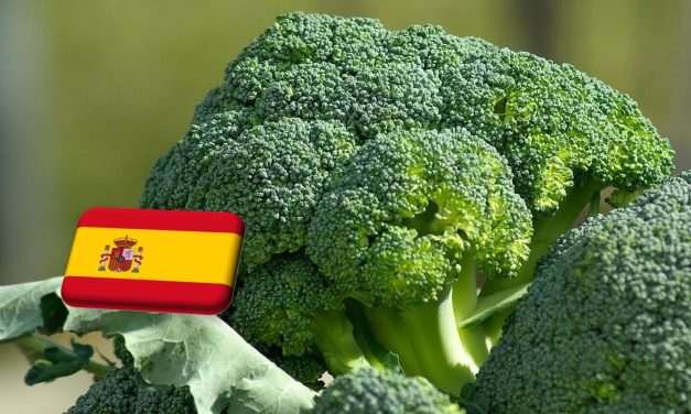 Spanyolország: zavarokat okoznak majd az erős esőzések a káposztafélék kínálatában 
