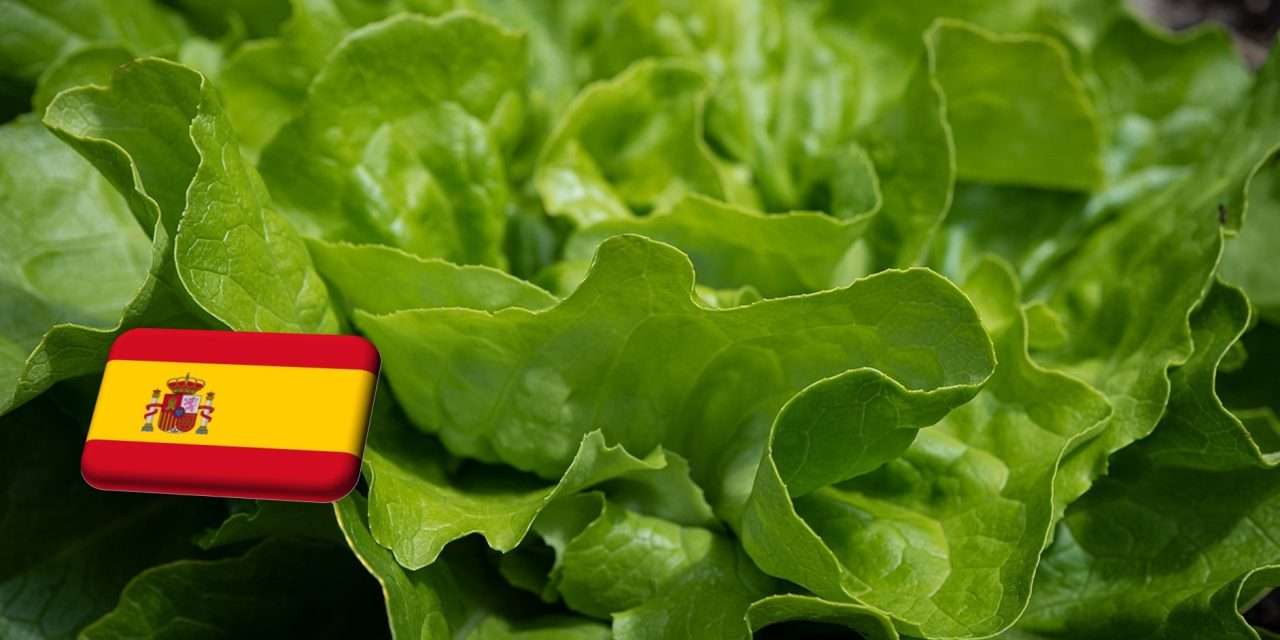 Spanyolország: rendkívüli engedélyt kér a minisztériumtól Andalúzia a levéltetvek miatt 