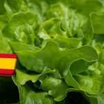 Spanyolország: rendkívüli engedélyt kér a minisztériumtól Andalúzia a levéltetvek miatt 